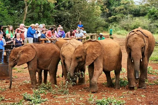 Giraffe Centre Nairobi — Half-Day Tour Review (Rated 4.9)