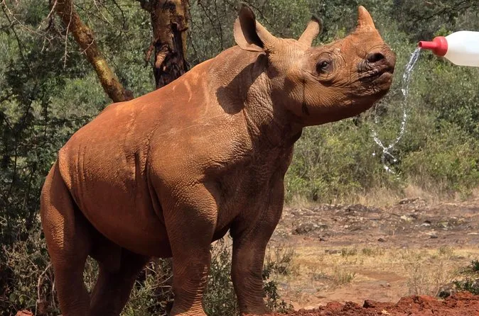 David Sheldrick Elephant Orphanage Nairobi — Tour Review