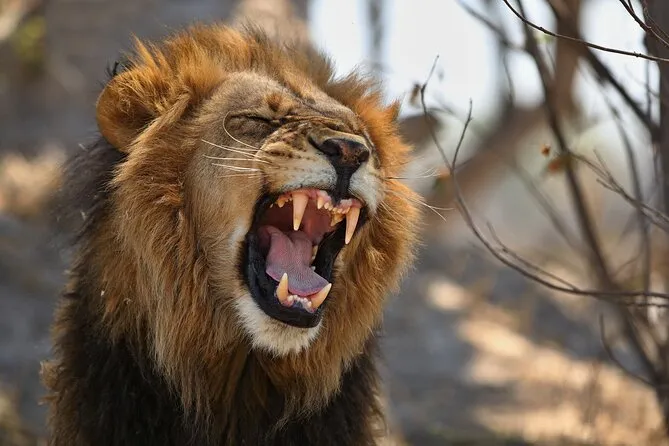 Nairobi National Park Entry Fee 2026 — Full Guide