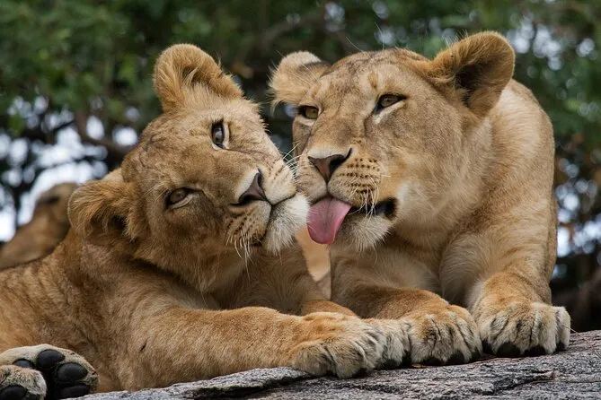 Nairobi National Park Tour — Full Day from $50 (Rated 4.8)