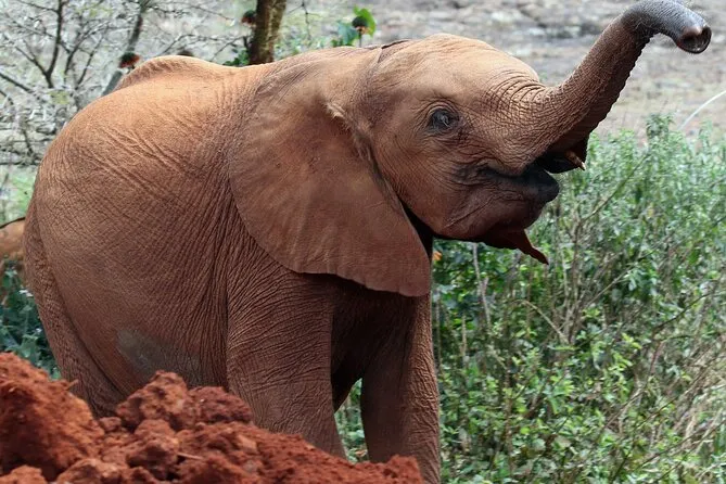 Private Nairobi Safari — NNP, Elephant & Giraffe (Rated 5.0)
